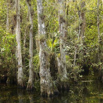 Cypress trees in wetland of Everglades National Park, Florida, USA.