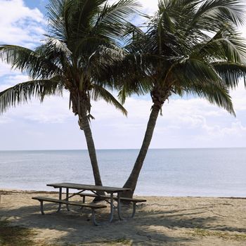 Picnic table by pair of palm trees on beach in Florida Keys, Florida, USA.