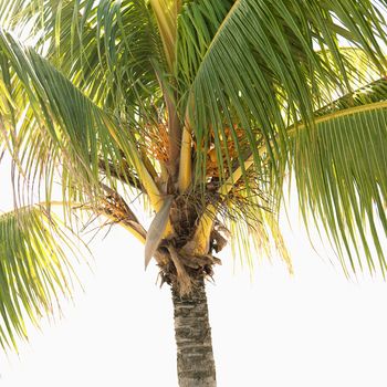 Close-up of palm tree.