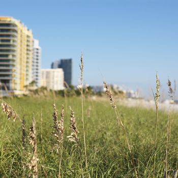 Beach grass and beachfront buildings in Miami, Florida, USA.