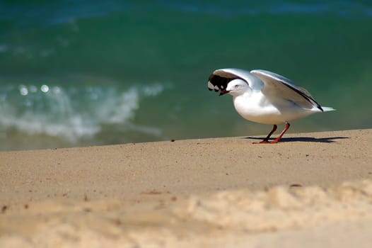 seagull preparing to take off from a sandy beach