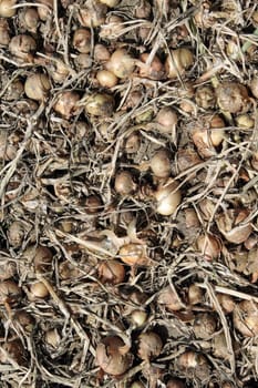 several onions drying on ground, dust and dirt