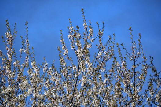 Blossoming branches of apple tree
