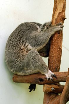 grey cute koala bear sleeping on a tree in sydney zoo
