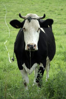 black and white cow on chain, green grass; flies