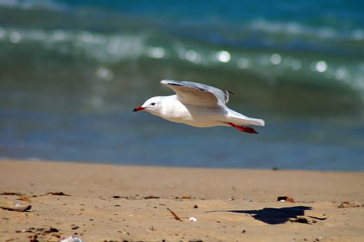 seagull flying over dirty sand beach, blurred ocean in background