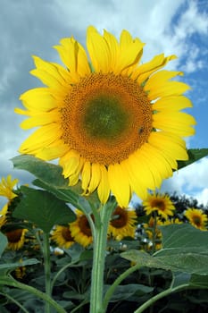 big sunflower in the middle of sunflowers field, bee on seeds