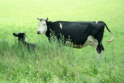 two black and white cows on a green field