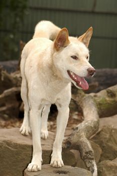 standing australian grey dingo, photo taken in sydney zoo