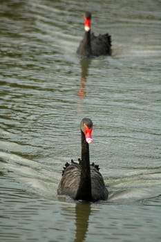 two black swans swimming in a pond; first swan in focus, second is blurred; photo taken in Sydney
