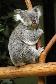 grey cute koala bear on a tree, bark blurred background