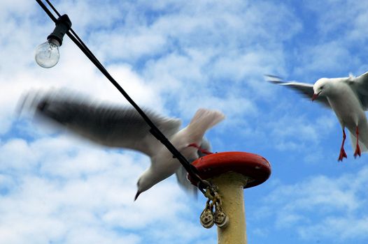 one seabird flaying away, another seabird landing on ships mast