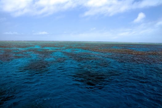 great barrier reef near Cairns in Australia, 