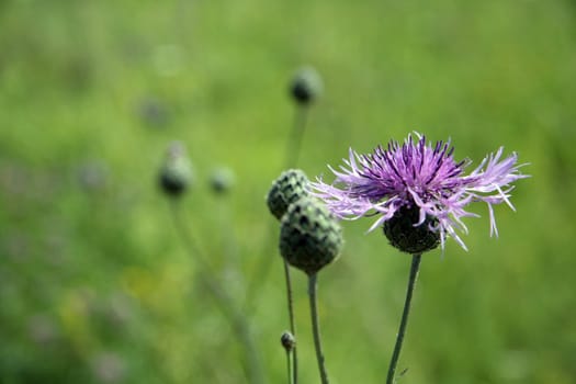 blooming thistle flower, blurred green background, 