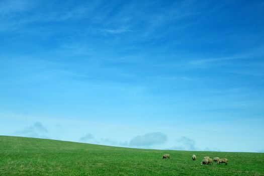 nature background with clear blue sky, green grass and several sheep