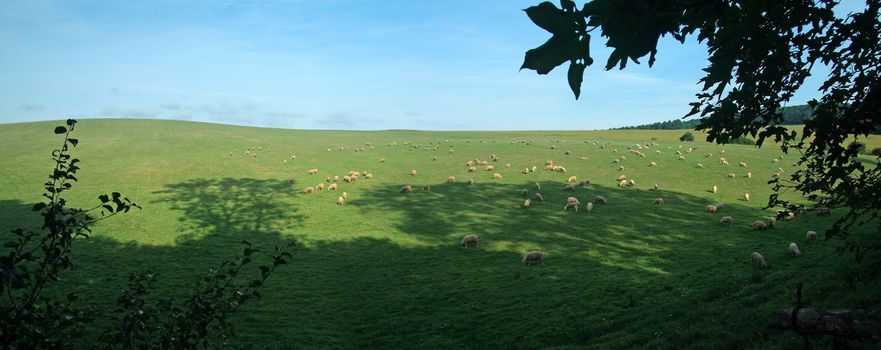 several sheep feeding on green field, sunny weather, panorama