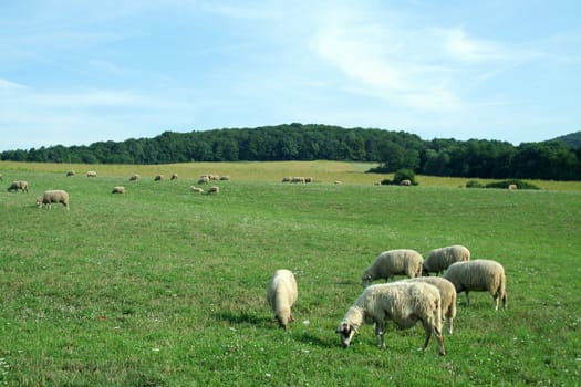 several sheep feeding on green field, sunny weather