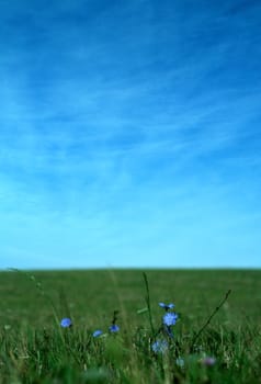 blue flowers on a green field, blue sky