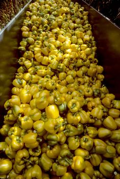 Harvesting bin of yellow bell peppers in Holland