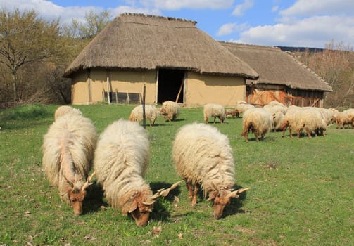 The sheep graze in front of the Stables.