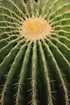 Cactus spines and leaf samples.