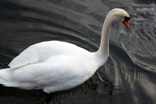 swimming swan in a lake