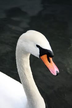 close up of a swan in a lake