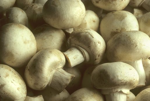 Close up of piled Whitecap Mushrooms
