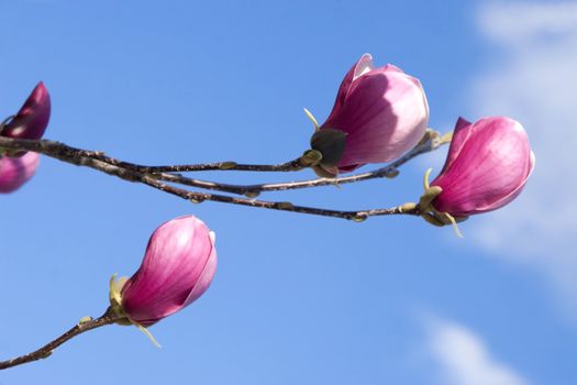 Magnolia (magnolia soulangeana) in a spring sky, suitable for use as a background