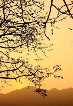 sunset and tree silhouette