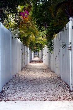 A walkway lined by white picket fences and tropical foliage