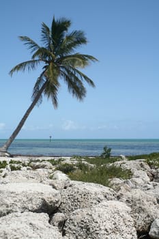 A palm tree leaning towards the ocean