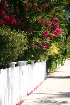 A side walk flanked by a white picket fence.