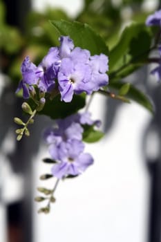 A close up image of purple tropical flowers