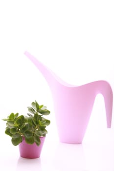 photo of a green plant in pink pot with ewer