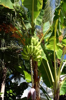 Looking up a bananas on the tree