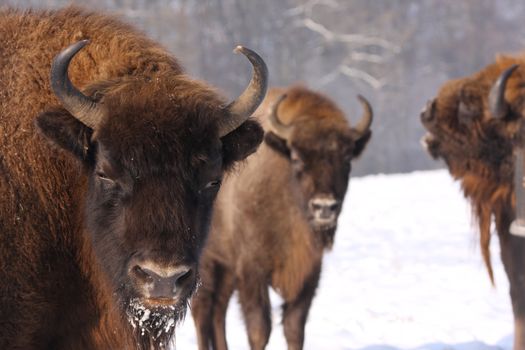 european bisons, bison bonasus in the snow