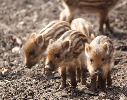 a sounder of young boars in spring forest