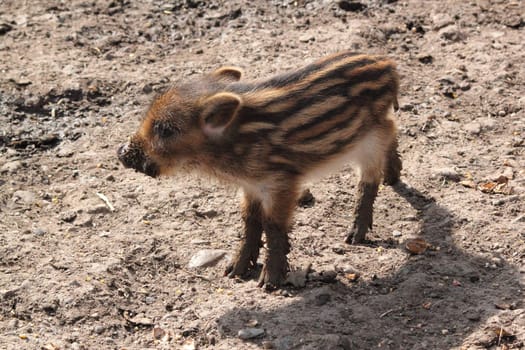 young wild boar standing on mud