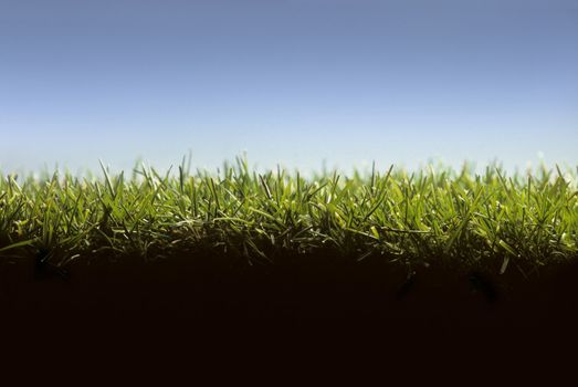 Cross section of lawn showing blades of grass at ground level