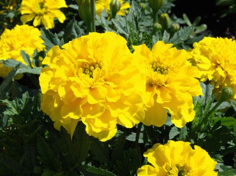 Several yellow marigold flowers growing in a garden.