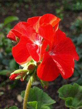 A bright red petunia growing in a garden.
