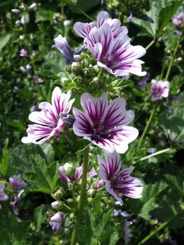 A beautiful purple and lavendar hollyhock growing in a garden.