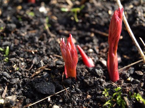 Spring arrives as a small red leaved plant emerges from the ground.