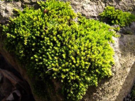vibrant green Oregon Moss growing wild on a rock.