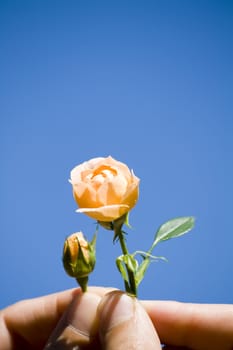 hand holding two roses against blue sky