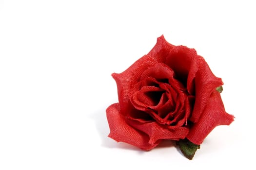 red rose on white background with copy space