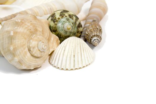 sea shells on white background with copy space
