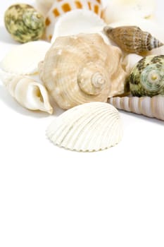 sea shells on white background with copy space