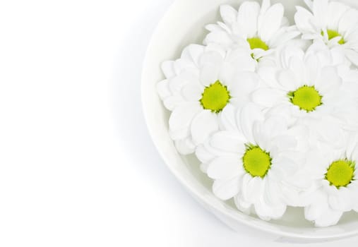 beautiful white daisies floating in a bowl of water